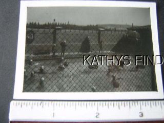 Photo R9076 View through chain link fence og people in swimming 