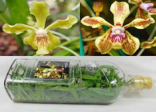 flask of vanda lamellata var debutant orchid plant from