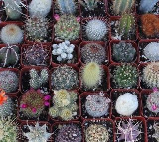 36 Thirty Six assorted CACTUS COLLECTION LOT CACTI SPECIMENS