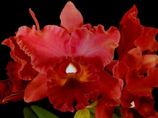 Cattleya Orchid Blc. Fort Watson Mendenhall ~Fragrant~ Red