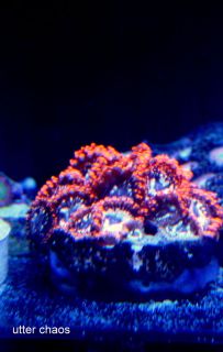 live coral utter chaos reef aquarium pets lps sps paly