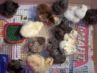 dozen + Silkie hatching eggs, paints, lavender, splash. I have ALL 