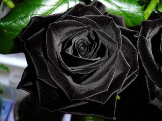   ª¤ BLACK ROSE 5 SEEDS AL1985SC ROSE BUSH ¤ª˜¨¨¯¯¨¨˜ª