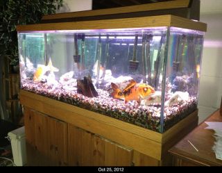 75 Gallon Aquarium Set Up with 2 Koi Fish