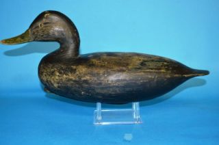 Black Duck Decoy Chincoteague Ira Hudson 1876 1949