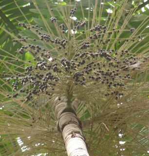 Acai Palm Tree Euterpe Oleracea Live Edible Delicious Acai Berry Palm 