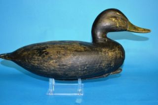 Black Duck Decoy Chincoteague Ira Hudson 1876 1949