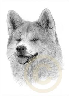 Dog Japanese Akita Art Pencil Drawing Print A4 Signed by Artist Le 
