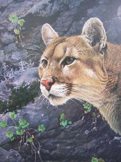Alan Hunt Solitaire Mountain Lion Cougar Ed Print