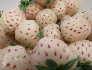 White Soul Strawberry Alpine Fragaria Vesca 50 Seeds