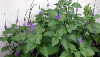 Live Plant ☼ PORTERWEED ☼ Shrub ☼ Blue Purple Flowers