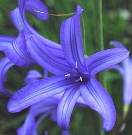 WILD BLUE AMARYLLIS FLOWER BULBS PERENNIAL PLANTS, EZ2GROW MAY JUNE 