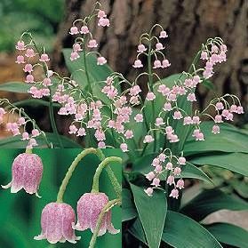 FRAGRANT PINK LILY OF THE VALLEY PLANT CONVALLARIA ROSEA PERENNIAL 