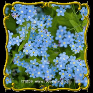 Chinese Forget Me not Jumbo Wildflower Seed Packet 1000