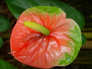 botanical supply this auction is for one pink anthurium plant