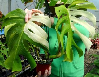   deliciosa variegata   Philodendron Anthurium Tropcial exotic plant