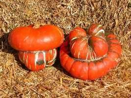 Turks Turban Gourd Seed Annual Vine Edible N Ornamental