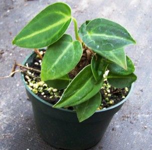 Anthurium Mehani New Crystalinum Hybrid Philodendron
