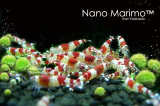 Nano Marimo x 5 Live Aquarium Shrimp Freshwater A5