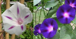Morning Glory Vine Purple w Cream 50 Garden Seeds WOW