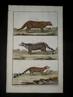 1751 Martinet Antique Print Original Hand Colored Wildlife Engraving 