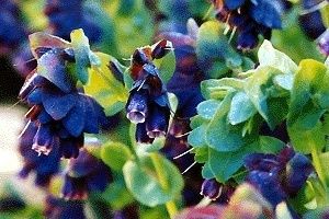 Cerinthe   Purple Shrimp Plant, Blue Wax Flower Seeds Iridescent Green 
