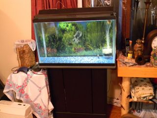 29 gallon Aquarium with hood filter stand Great condition Fish Tank