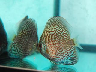 Live Discus Fish 3 3.5 Red Snakeskin 24 hour Live Guarantee