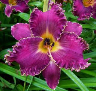 Asheville Bele Chere DF LB7C Selman 2005 DAYLILY