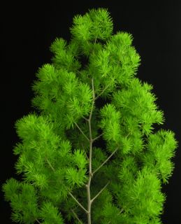 Ming Fern Asparagus Myriocladus Foliage Starter Plant