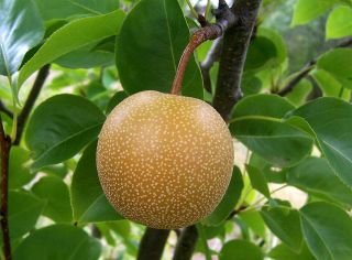 Asian Pear Chinese Sand Pear Pyrus Pyrifolia Tree Seeds