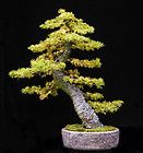 japanese larch larix leptolepis tree seed $ 2 00 see suggestions