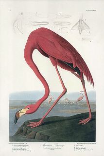 JOHN JAMES AUDUBON bird print AMERICAN FLAMINGO