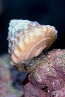 15 Astrea Snails Saltwater Cleaner Snail Algae Eater