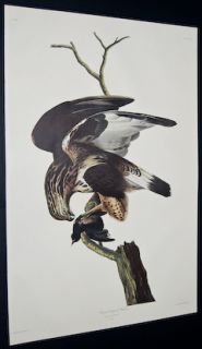 Audubon Rough Legged Falcon 166 Birds of America Amsterdam Edition 
