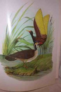 Birds of Brazil Augusto Ruschi 2 Framable Bird Print