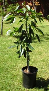 Grafted HASS Avocado Tree 5 Gallon W/ Pot & Soil