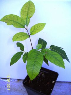 Tropical Longan Fruit Tree RARE Live Plant