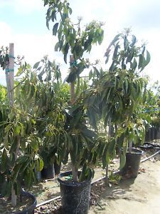 Gallon Grafted Sir Prize Avocado Fruit Tree About 4ft
