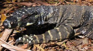 Australia 2012 Discover Australian Wildlife Monitor Lizard $1 Pure 