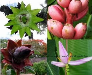 100 Mixed Banana Flower Seeds Ensete Musa not Plants