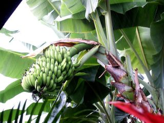 BRAZILIAN DWARF BANANA TREE BIG 1gal Live Plants Edible fruit
