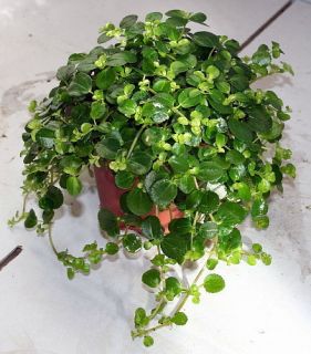 Large Leaf Baby Tears Plant Pilea Depressa Easy to Grow 4 Pot