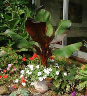 Musa Ensete Maurell Abyssinian Red Banana Tree 4 Pot Color Plant 