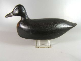 Sam Soper Barnegat,N.J. black duck decoy ca.1900