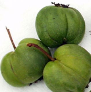 Hardy Chang Bai Kiwi Plant Actinidia Female Large Fruit
