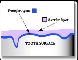   . OraVet is a passive, inert barrier to which bacteria cannot attach