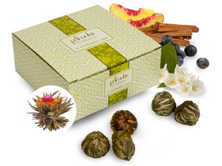 Primula TEMV 1212 Flowerring Tea Variety 12 Pack