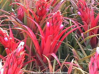 Firey Red Bromeliad Aechmea Recurvata Mature Plant