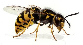 Durin Print Paper Wasp Yellow Jacket Hornet Insects